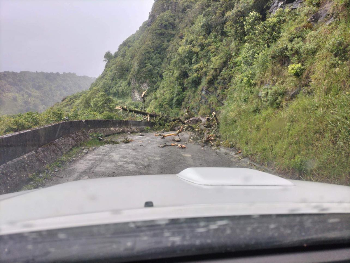 Tree Fall Waihirere Bluff